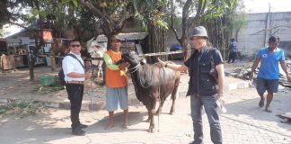 Seekor Sapi KSOP Gresik Mampu Jadi Triger Semangat Masyarakat Maritim Untuk Berbagi