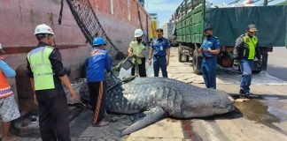 Amankan Alur Pelayaran Tanjung Perak Syahbandar Bersama Pelindo Evakuasi Hiu Tutul